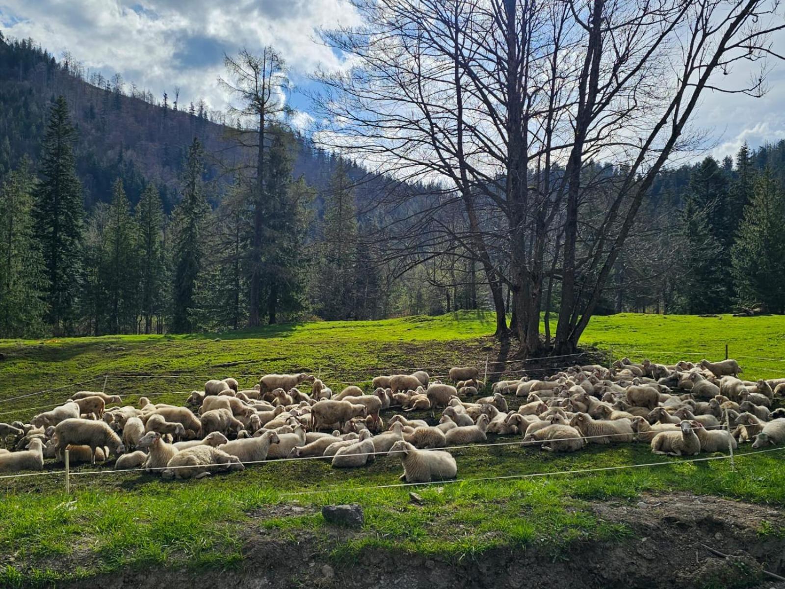 Appartamento Gosciniec Kuznice Zakopane Esterno foto