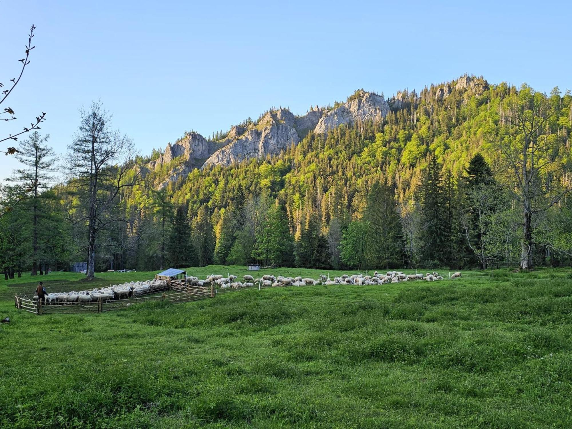 Appartamento Gosciniec Kuznice Zakopane Esterno foto